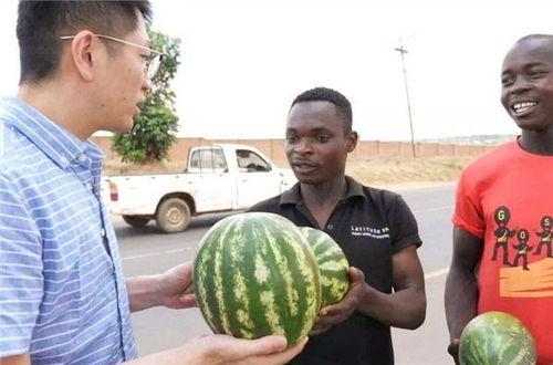 国内吃瓜爆料黑料 朝阳吃瓜51cg,揭秘娱乐圈幕后黑料，吃瓜群众狂欢盛宴